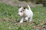 FOX TERRIER 324